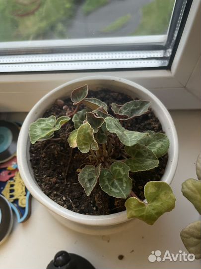 Цикломен белый