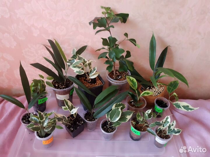 Излишки сортовых фикусов