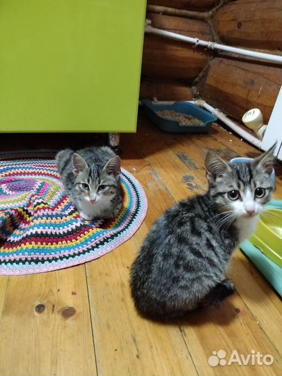 Котята