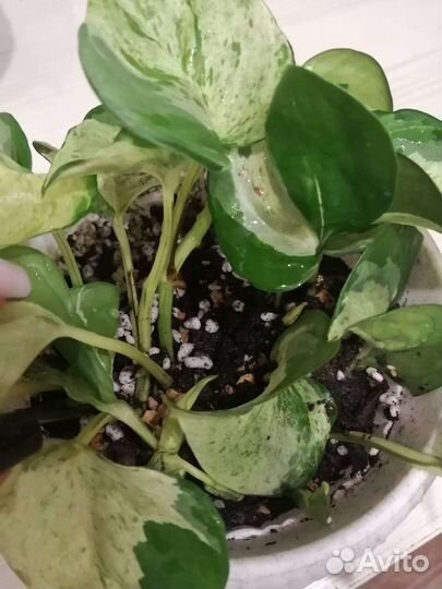 Эбипремнум хеппи лиф и марбл квин