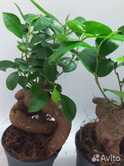 Фикус микрокарпа гинсенг