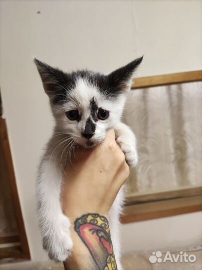 Котики бесплатно