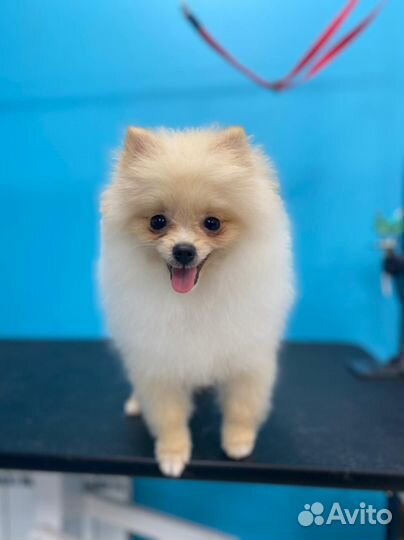 Вязка Шпиц померанский мини Ищем девочку