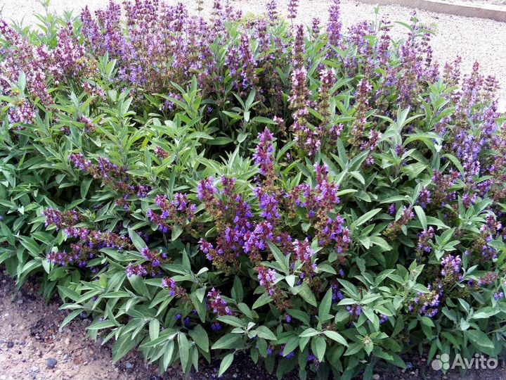 Семена шалфея лекарственного / 2000 шт./ 1 гр