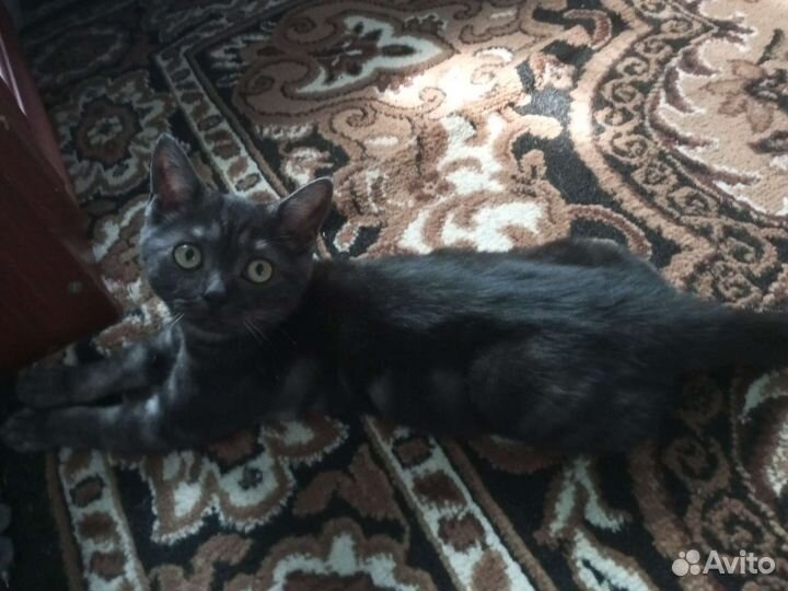 Котенок в дар бесплатно