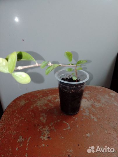 Мальпигия глабра, вишня