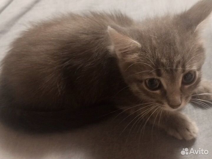 Котенок в добрые руки,девочка