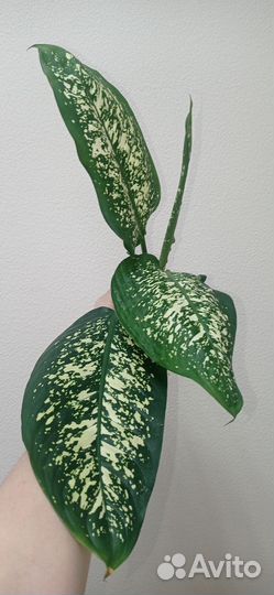 Диффенбахия отросток с корнями