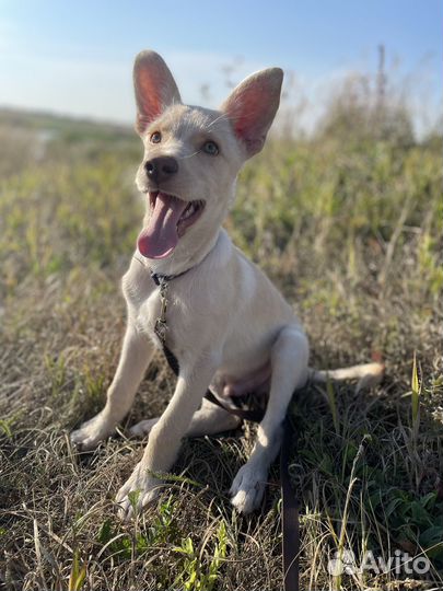 Очаровательный щенок-мальчик