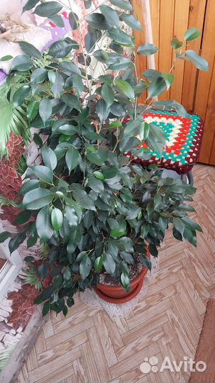 Бенджамина