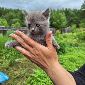 Котята в хорошие руки