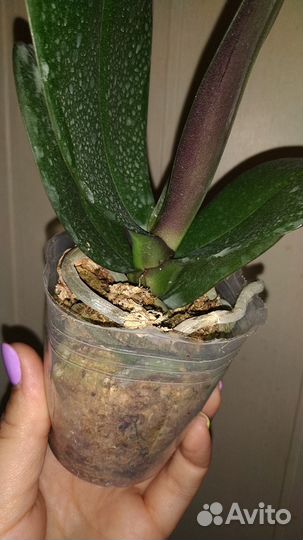 Орхидея фаленопсис Sesame