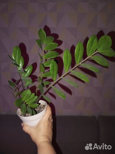 Комнатные растения