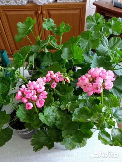 Укоренённые черенки сортовых гераней
