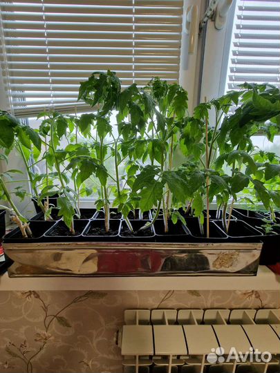 Рассада помидоров томатов