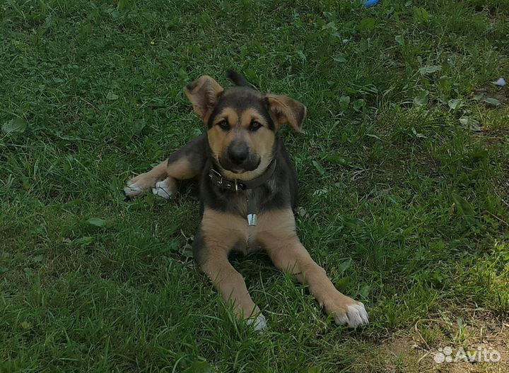 Щенок в добрые руки бесплатно