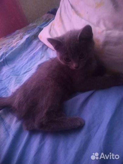Котёнок бесплатно