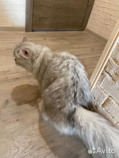 Кошка