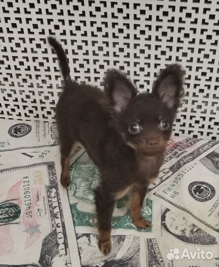 Шоколадная девчуля