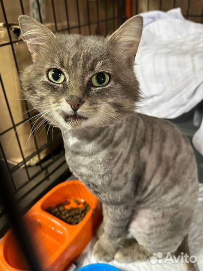 Ласковый кот в поисках дома