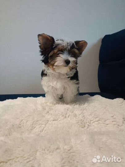 Бивер девочки Микро