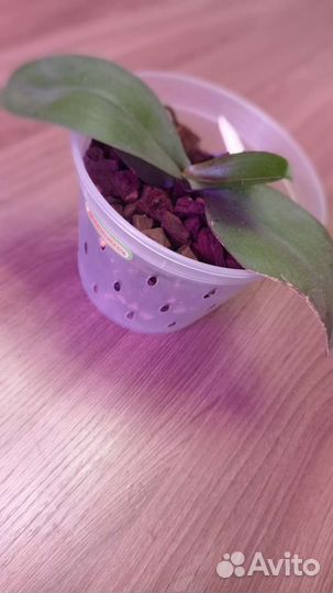 Орхидея фаленопсис Leopard Princess