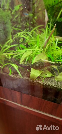 Аквариумные рыбы