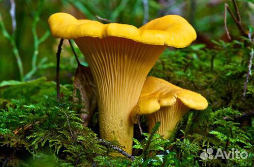 Гриб Лисичка сушеная