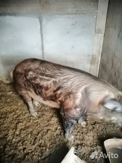 Продам хряка