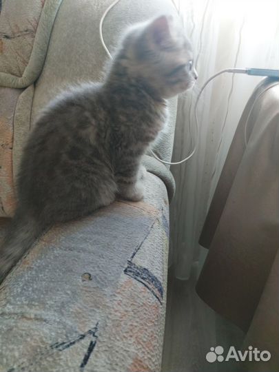 Котёнок шотладский