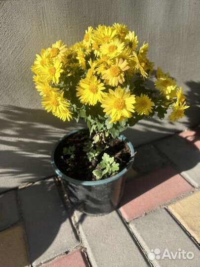 Хризантемы мультифлора