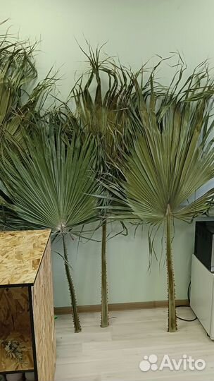 Листья пальмы Вашингтония