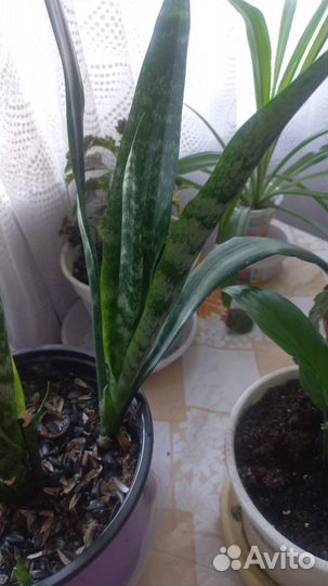 Комнатные растения цветы