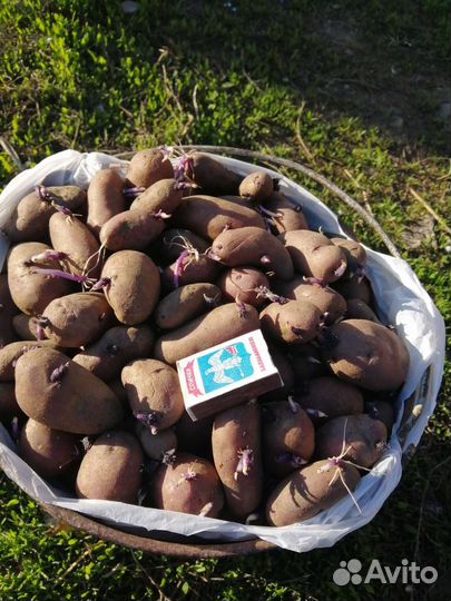 Семенной картофель