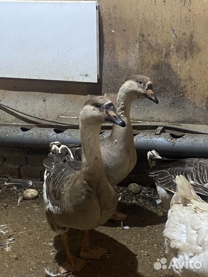 Гиси холмогоры на племя