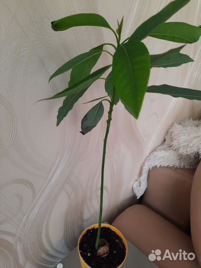 Авокадо растение