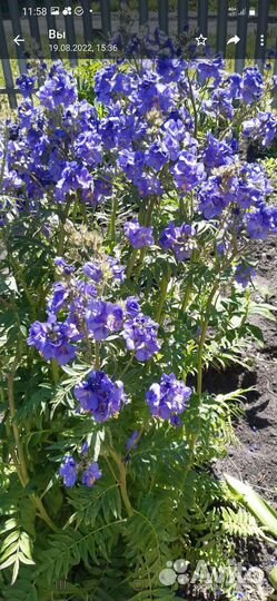 Синюха голубая