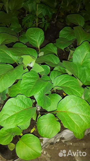 Рассада овощей