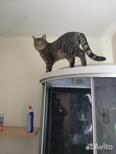 Вязка, очаровательный кот