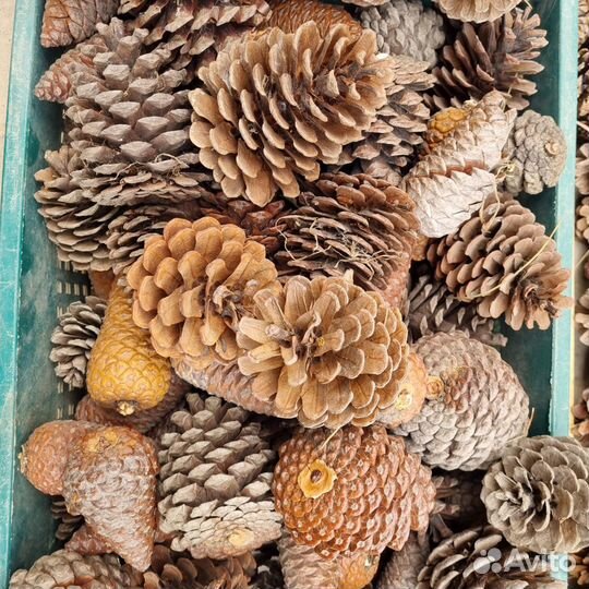 Шишки крымские, в ассортименте