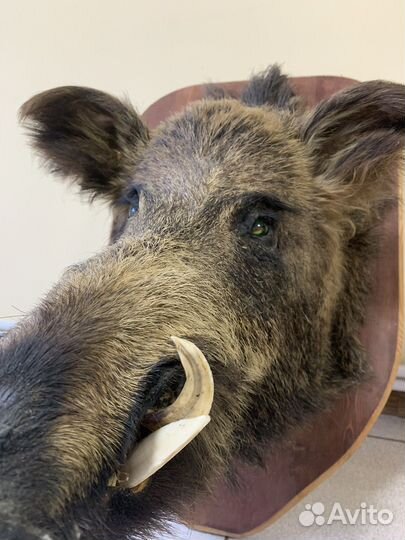 Чучело головы кабана