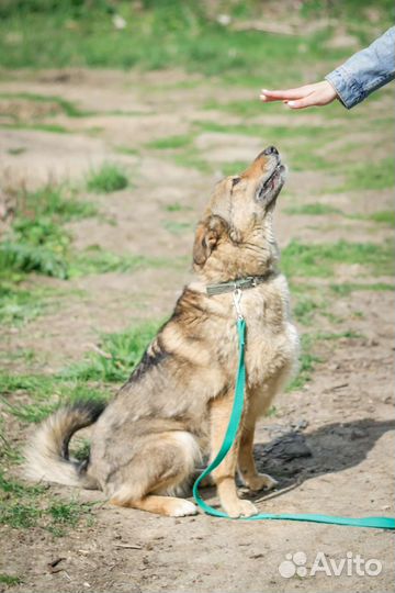 Небольшая собака Зея