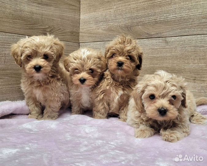 Мальтипу f1 mini