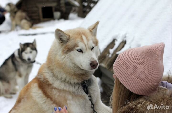Вся Карелия за 3 дня из Москвы