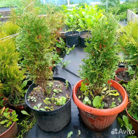 Саженцы хвойных растений