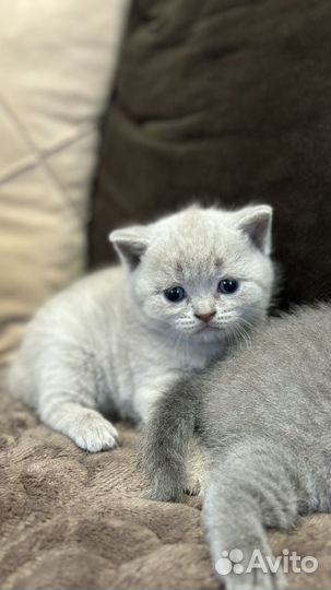 Британские котята