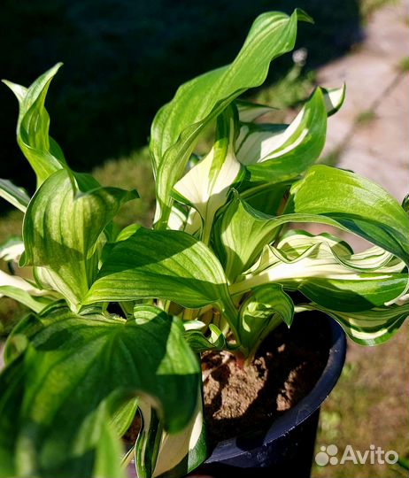 Цветы с моего участка