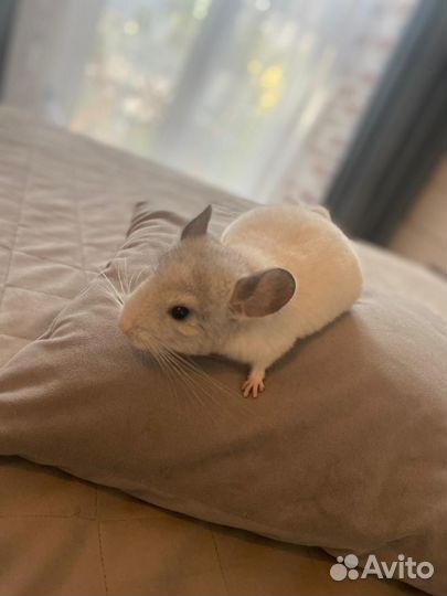 Шиншилла Белый Вильсон