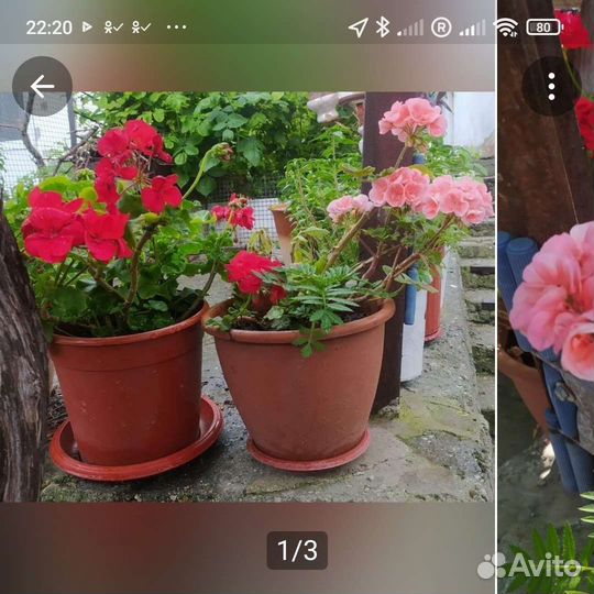 Пеларгония