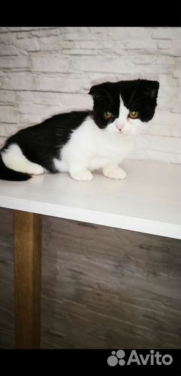 Манчкин, девочка Пингвин